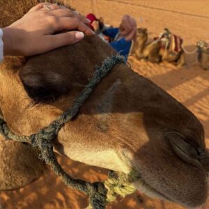 Close-up of a camel during a Sahara camel ride in the 3 Days Tour from Marrakech to Merzouga